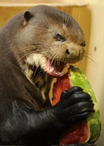 Hey, not everyone digs the same fruit. He hates watermelon, I hate bananas.